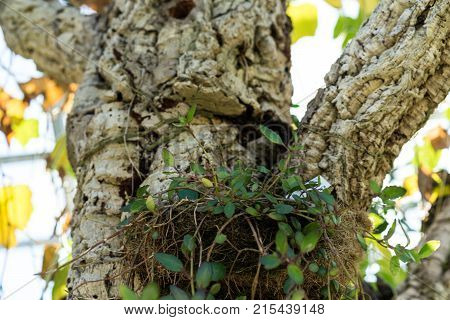 tree trunk and leaves of rhipsalis baccifera cactus also known as Spaghetti cactus cactaceae