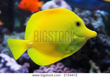 Seawater_Aquarium_Butterflyfish