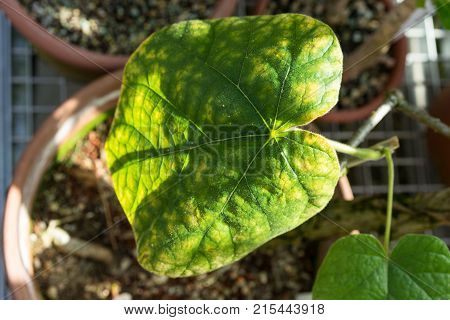 big leaf in ton pot of chasmanthera dependens tropical plant