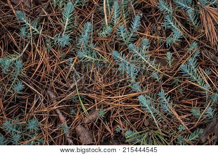 natural background of a cover in a pine forest of fallen needles and beautiful coniferous plants