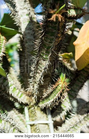 leaf leaves and tree trunk of euphorbia neohumbertii close up