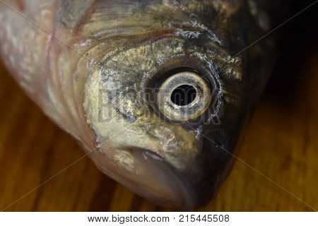 head fresh river carp close up with fish eye in focus