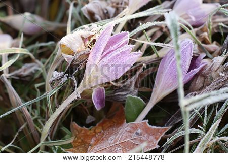 Frozen purple wildflowers in autumn park close up
