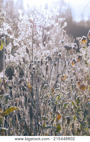 Dipsacus fullonum or teasel plants at sunrise in autumn park.