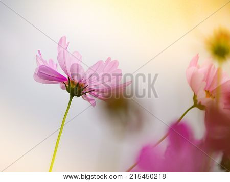 The Pink Cosmos Flower In The Garden Field On Beautiful Sunny Day