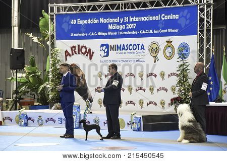MALAGA SPAIN-NOVEMBER 25:in the imagen we see three people: two of them are participants of the excibition and the presenter of the act behind them is the stage with the poster of MIMASCOTA on November 252017 in MalagaSpain.
