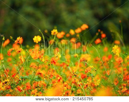The  Cosmos Flower In The Garden Feild On Beautiful Sunny Day