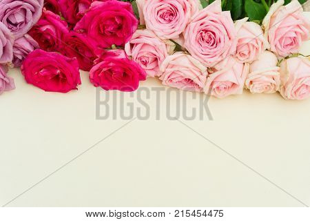 Violet and pink blooming fresh rose flowers with copy space