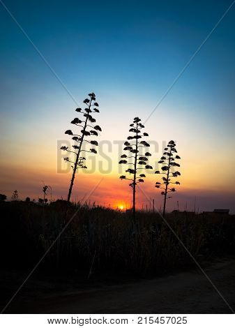 Sunset for three agaves in flower in the natural reserve of Vendicari Sicily Italy