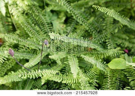 Closeup of green fern plant in daylight