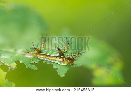 Spine caterpillar of Narosoideus sp., found in Thailand