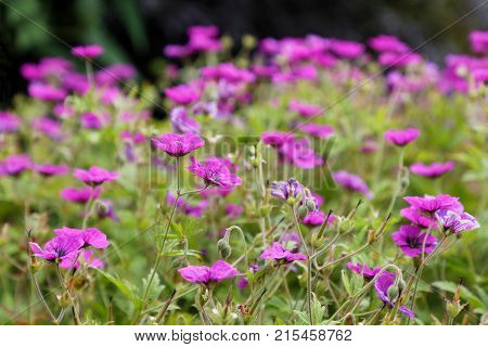Many pink Geranium flowers in a garden