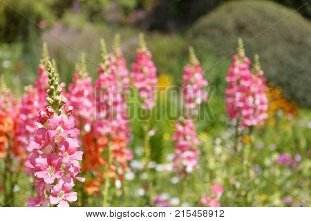 Pink Gilly flowers in a flowerbed, defocused background