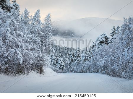 Christmas background with a road leading through a forest of snowy fir trees, and fog in the background. Brokke in Norway