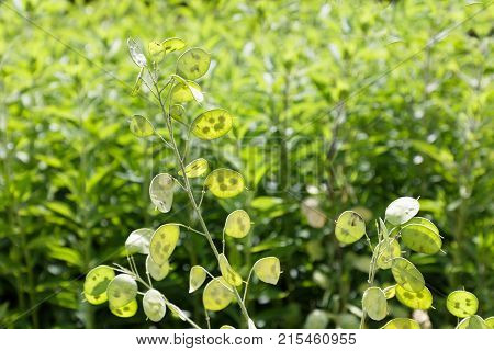 Leaf of Money plant (Latin: Lunaria Annua)