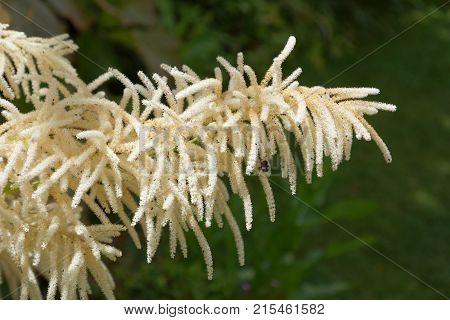 White Plyme Spirea flower and green background