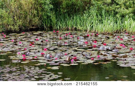 Pond with red water lilly flowers and weed