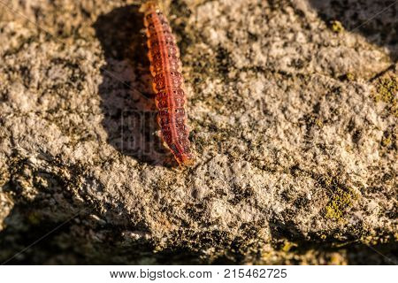 Red inchworm creeping on a big rock