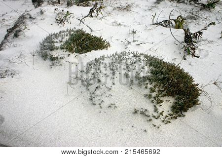 Island Beach State Park. Sand-infested plants that grow on dunes in the park USA