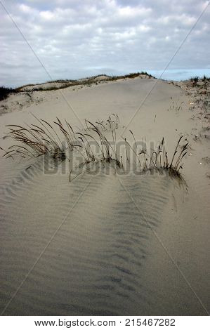 Island Beach State Park. Miles Of Sand Dunes