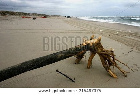 Tree On The Beach, Brought By Storm, Usa