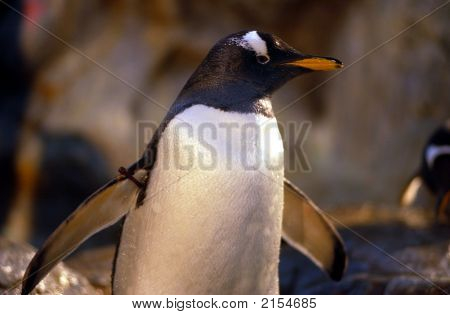 Kaiserpinguin