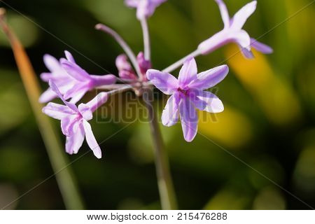 Society Garlic (tulbaghia Violacea)