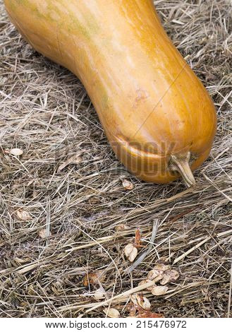 butternut pumpkin with seeds on hay at harvest festival. background vegetable.