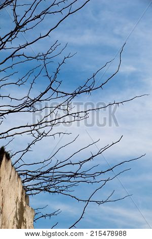 Photo Of Bright Tender Offshoot Of A Tree Growing