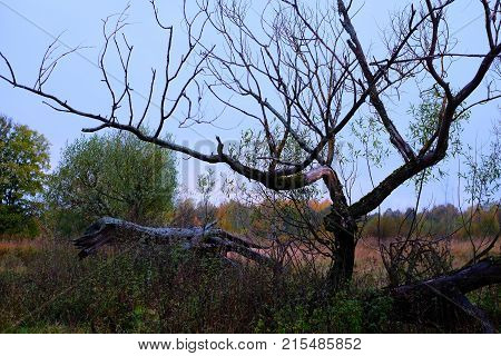 Strange Trees