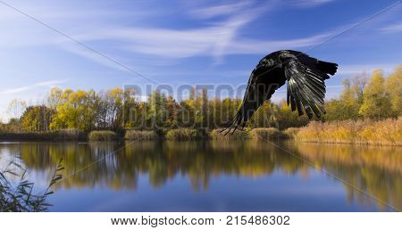 Lake with silhouette of a flying bird - Bedfont Lake Country Park, London, United Kingdom