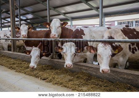 Dairy cows of Monbeliard breeding in free livestock stall