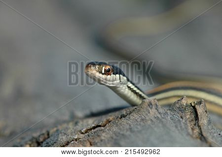 A young western ribbon snake photographed in northern Missouri.
