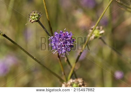 Devil Bit Scabious (succisa Pratensis)