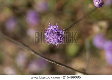 Devil Bit Scabious (succisa Pratensis)