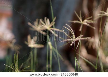 Cyperus rotundus L. ( Nut grass or Coco grass) growth in garden on the sun's shining day nature background