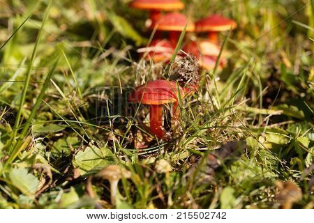 Scarlet Hood Fungi, Hygrocybe Coccinea