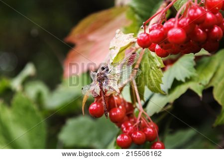 Red guelder rose and a dragonfly basking in the sun.