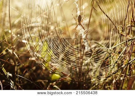 The spider wove his web in the grass and waits for Breakfast .