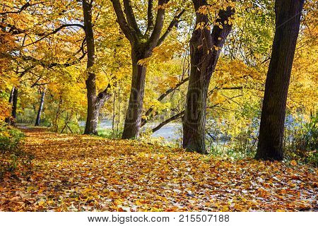 Park Avenue in gold. A bright autumn morning.