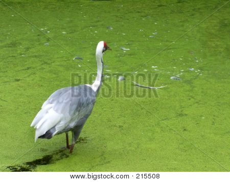 Moeras vogels