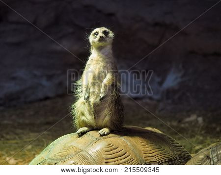 Cute meerkat standing on the shell of a turtle. The dark background
