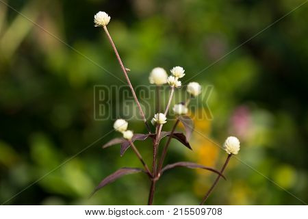 White Small Flower Of Red Ivy Or Red Flame Ivy