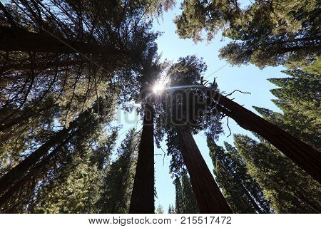 Giant Sequioa Trees in Sequioa National Park. California. USA