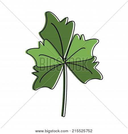 Fresh Parsley Herb