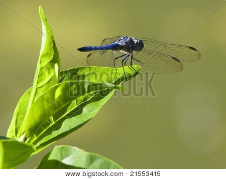 Libellula su foglia