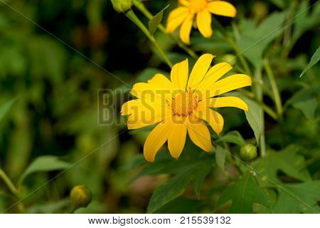 Nitobe Chrysanthemum Flower Or Mexican Sunflower