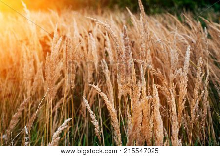 Autumn background of plants on the roadside, summer day in October, green grass with yellow spikelets roadside. Sunny highlight.