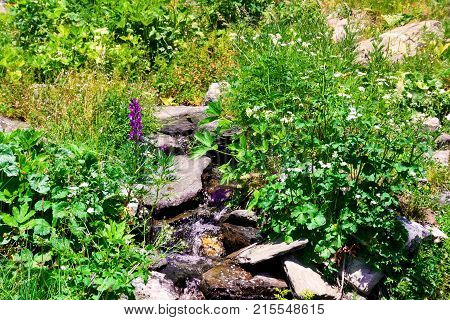 Clear water flowing to a stream on a mountain blooming vivid wild flowers against green grass background.