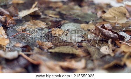 Multicolored wet leaves after rain. Autumn milking. In puddle foliage wet. Beautiful background leaves ground. Brown foliage.